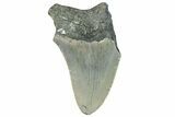 Bargain, Fossil Megalodon Tooth - Serrated Blade #295420-1